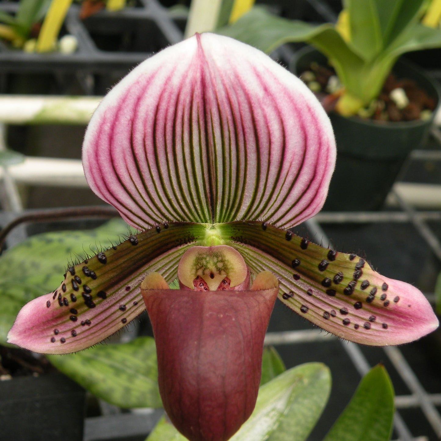 Paph. Maudiae Hybrids