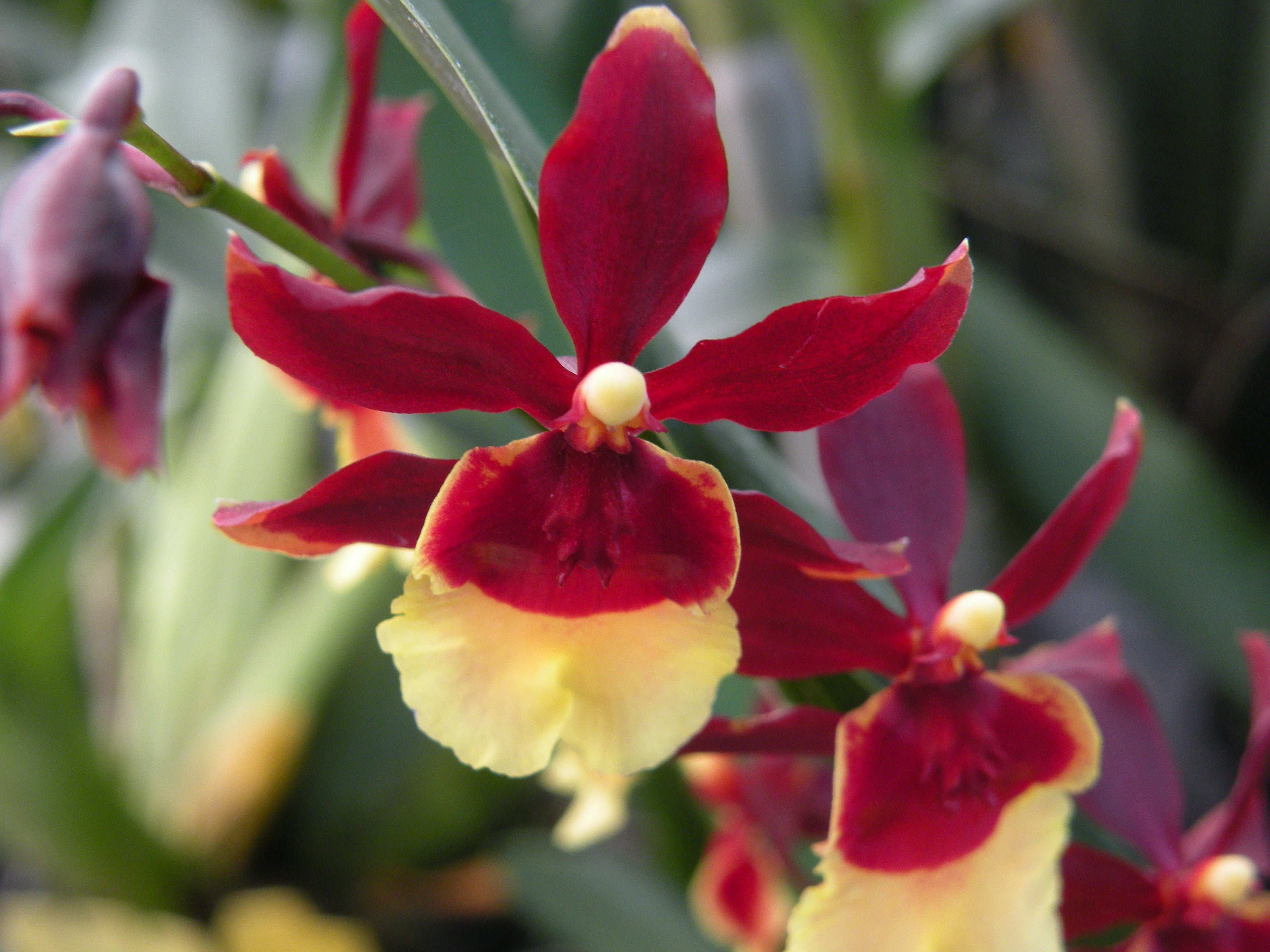 Wine red and soft yellow Intergeneric Oncidium flower potted orchid plant Hawaii