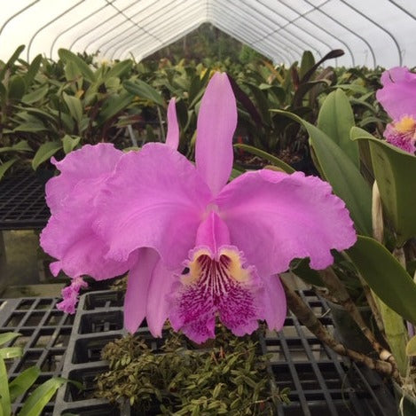 Cattleya lueddemanniana