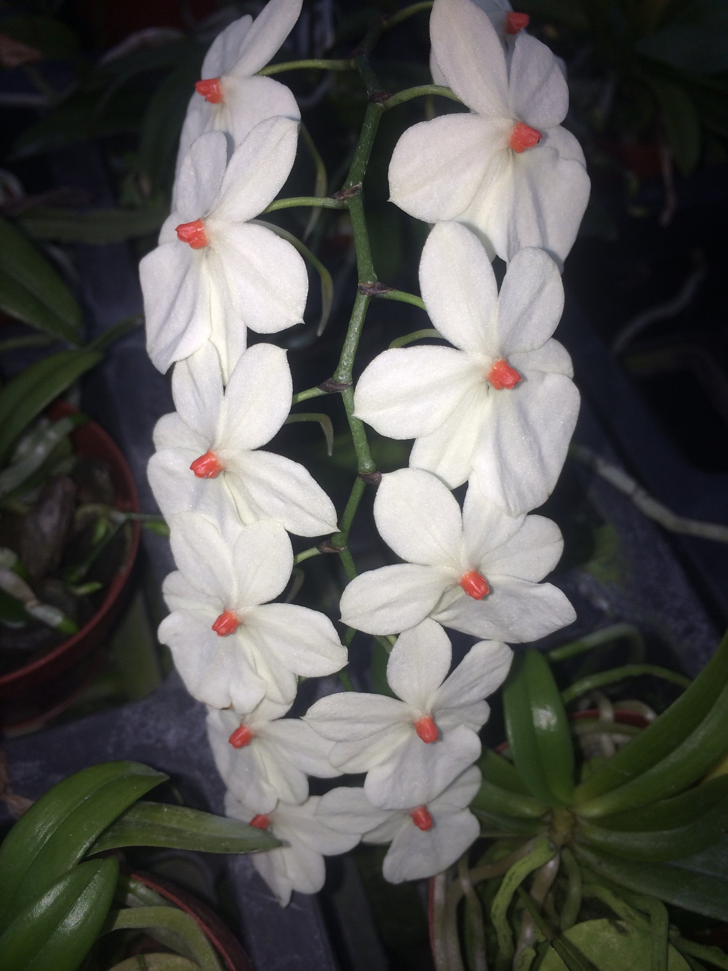 3" Aerangis luteo-alba
