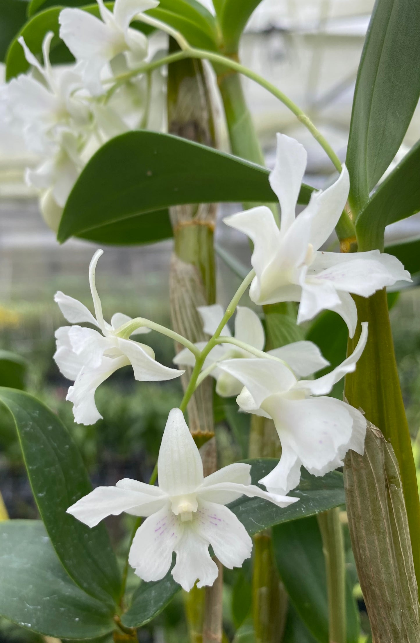 Dendrobium Mini Snowflake (aberrans x johnsoniae)