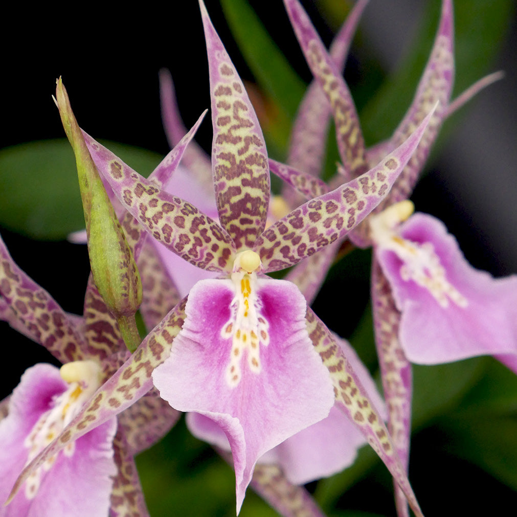 Mtssa. CM Fitch 'Izumi'