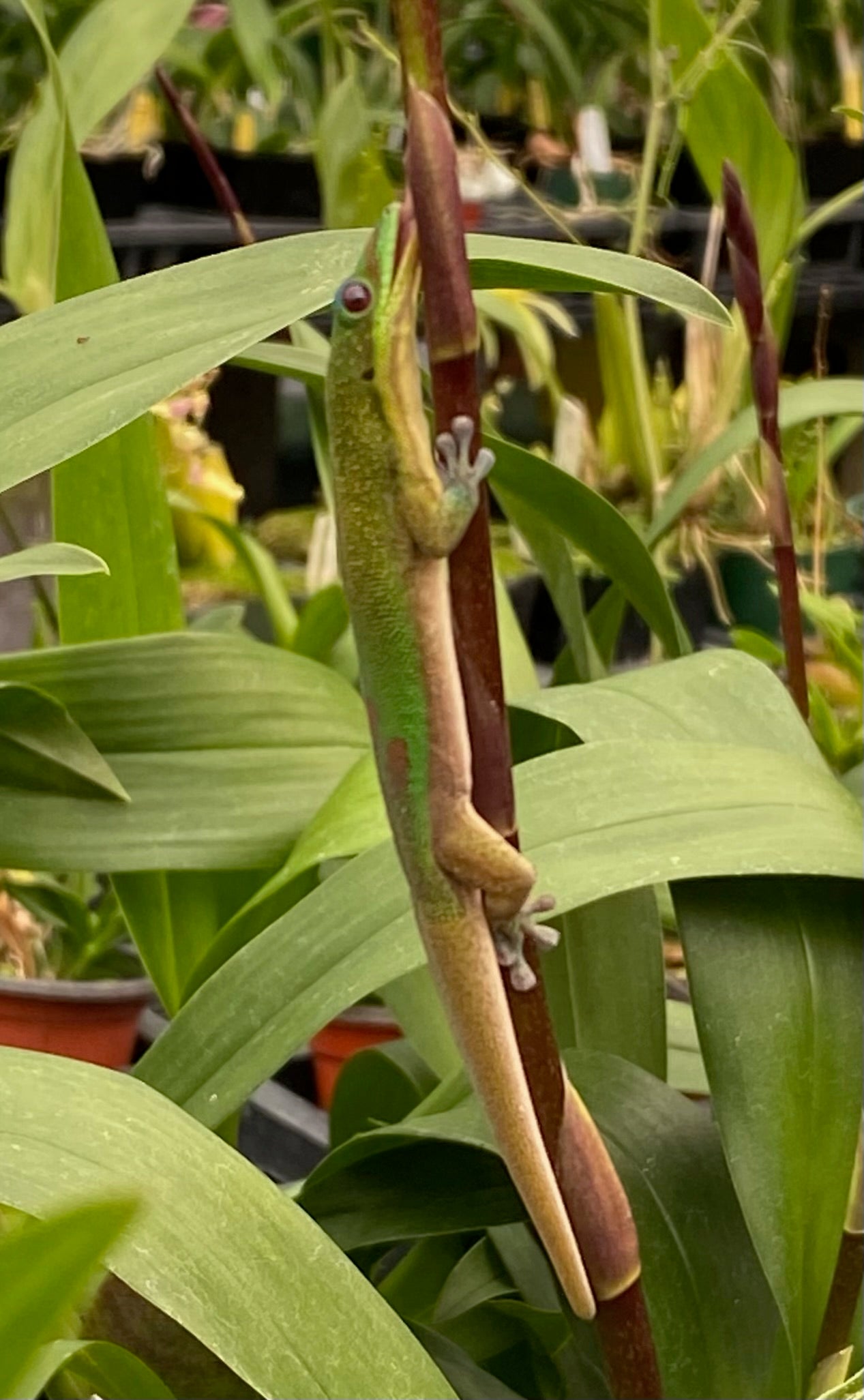 Odcdm. Wildcat 'Rainbow'