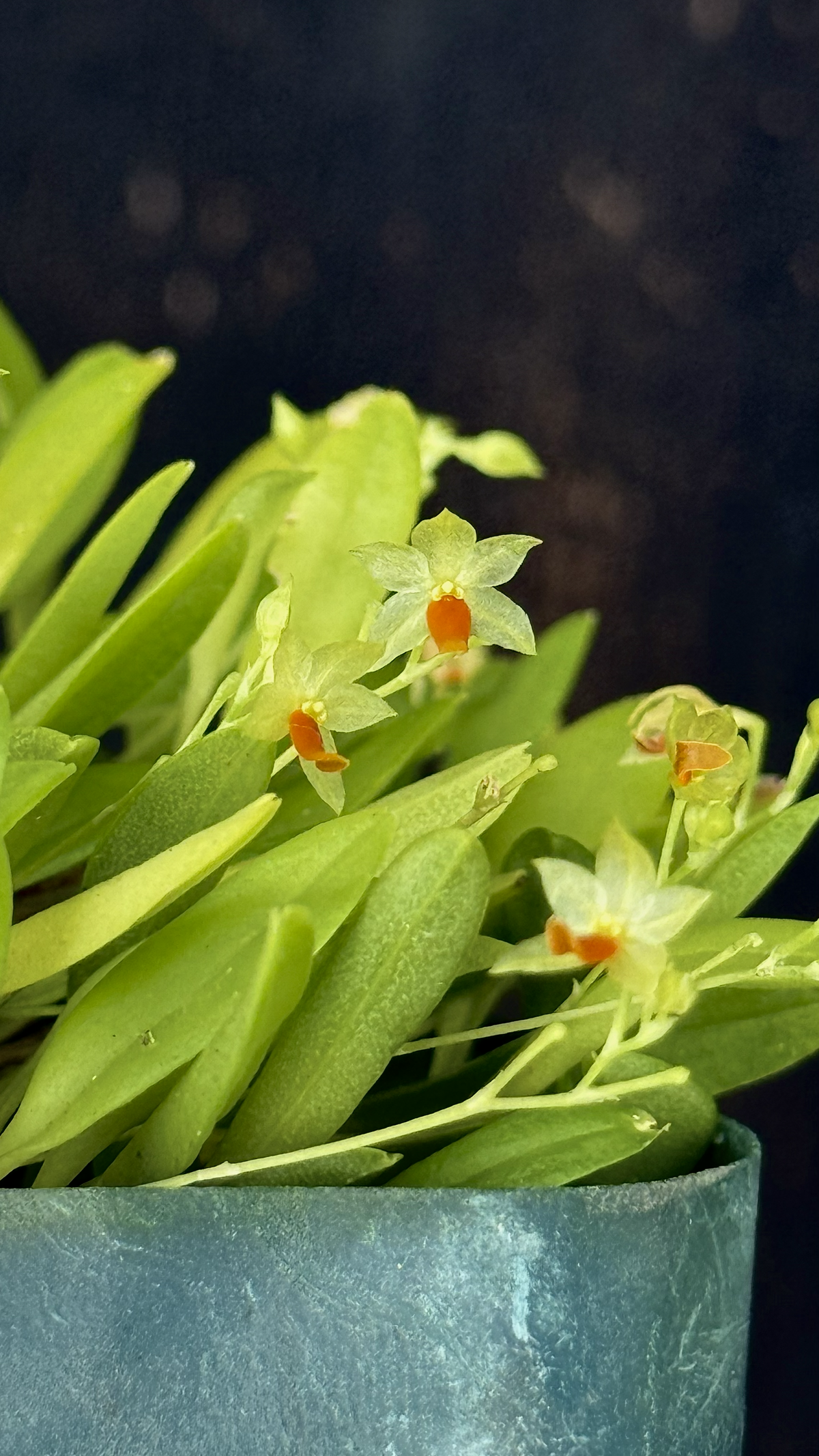 platystele sp.