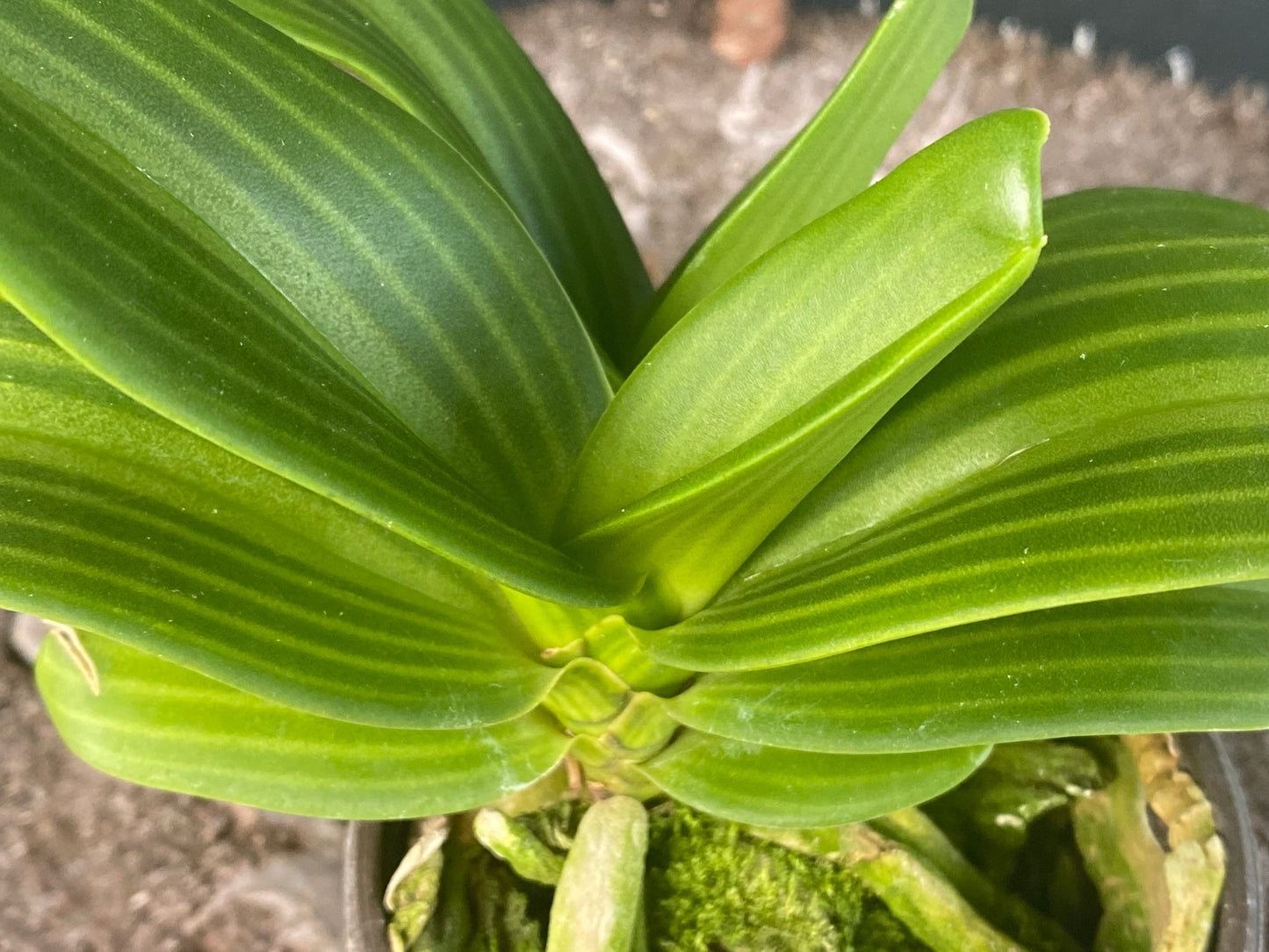 Rhynchostylis gigantea (pink spotted)