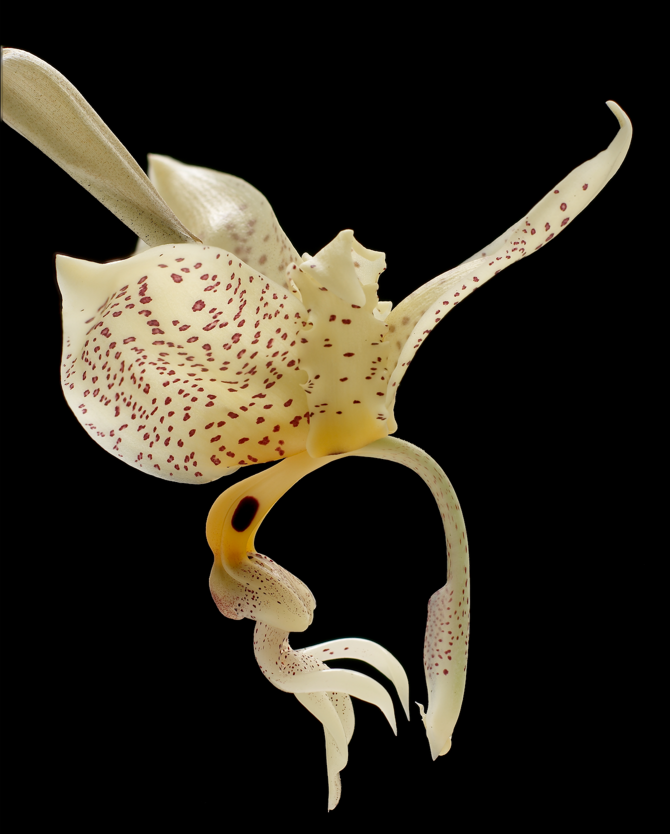 Stanhopea oculata