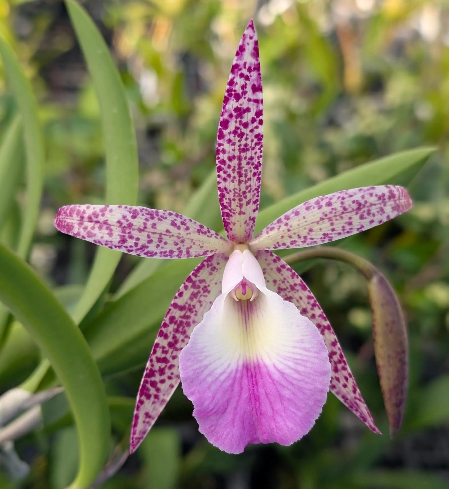 *Sale* Blooming size cattleyas~box of 4 or 8