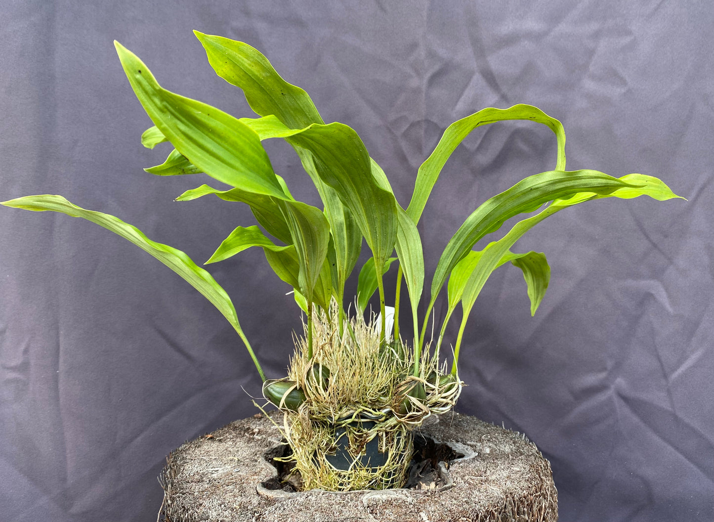 Stanhopea oculata