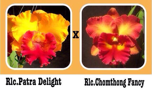 Rlc. Patra Delight x Rlc. Chomthong Fancy- Blooming Size