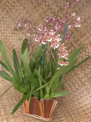 Palm Sheath Basket for 2