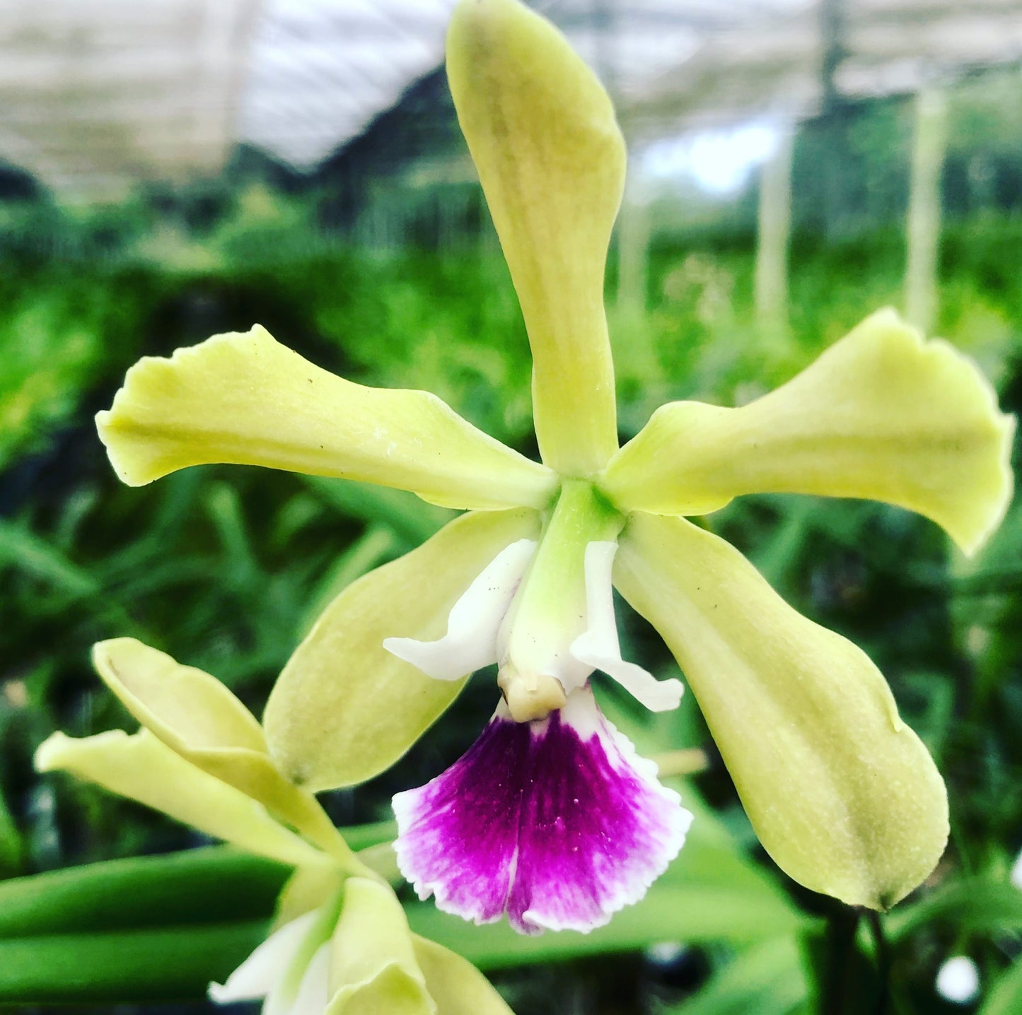 Epicyclia Serena Oneill x E. (Cordillera x randii)
