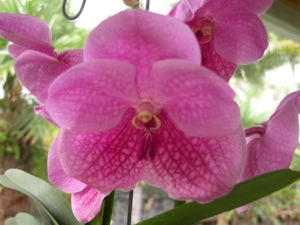 Vanda (Gordon Dillon x Chavanand) x Pimsai
