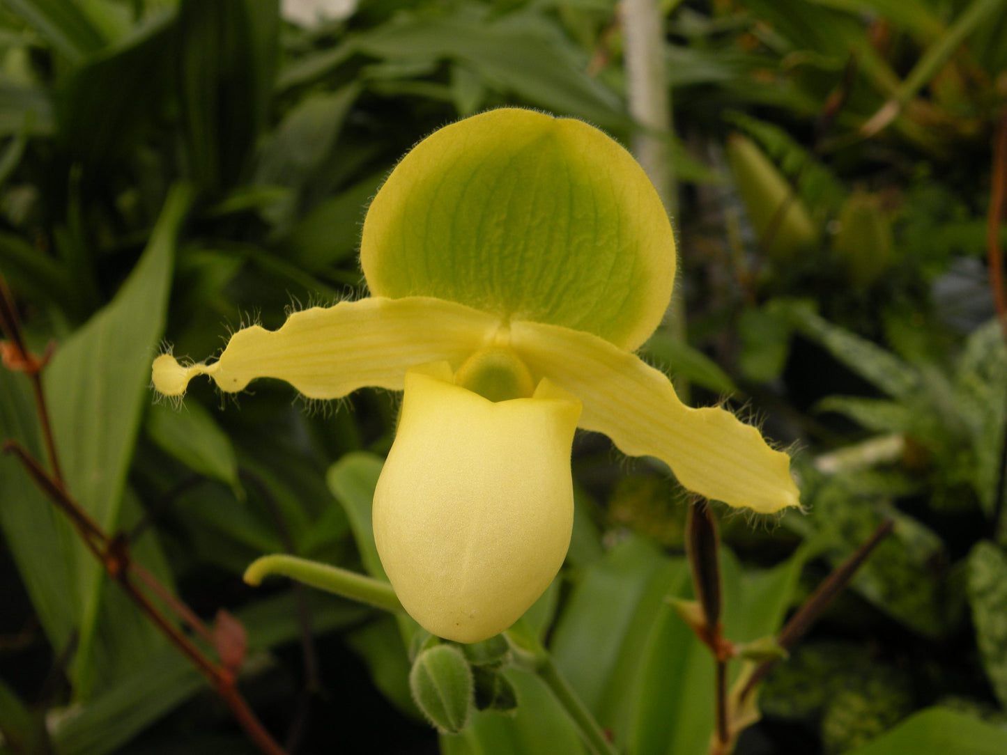 Paph. Pinnochio 'Cupping'- Blooming Size