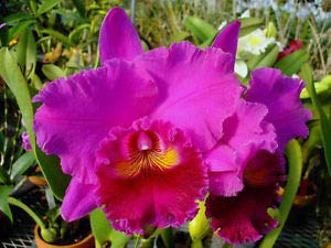 Rlc . Joanne Yukimura- Blooming Size