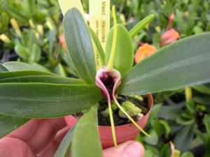 Masd. discoidea