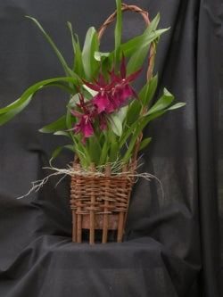 Waiawi Eco-Basket