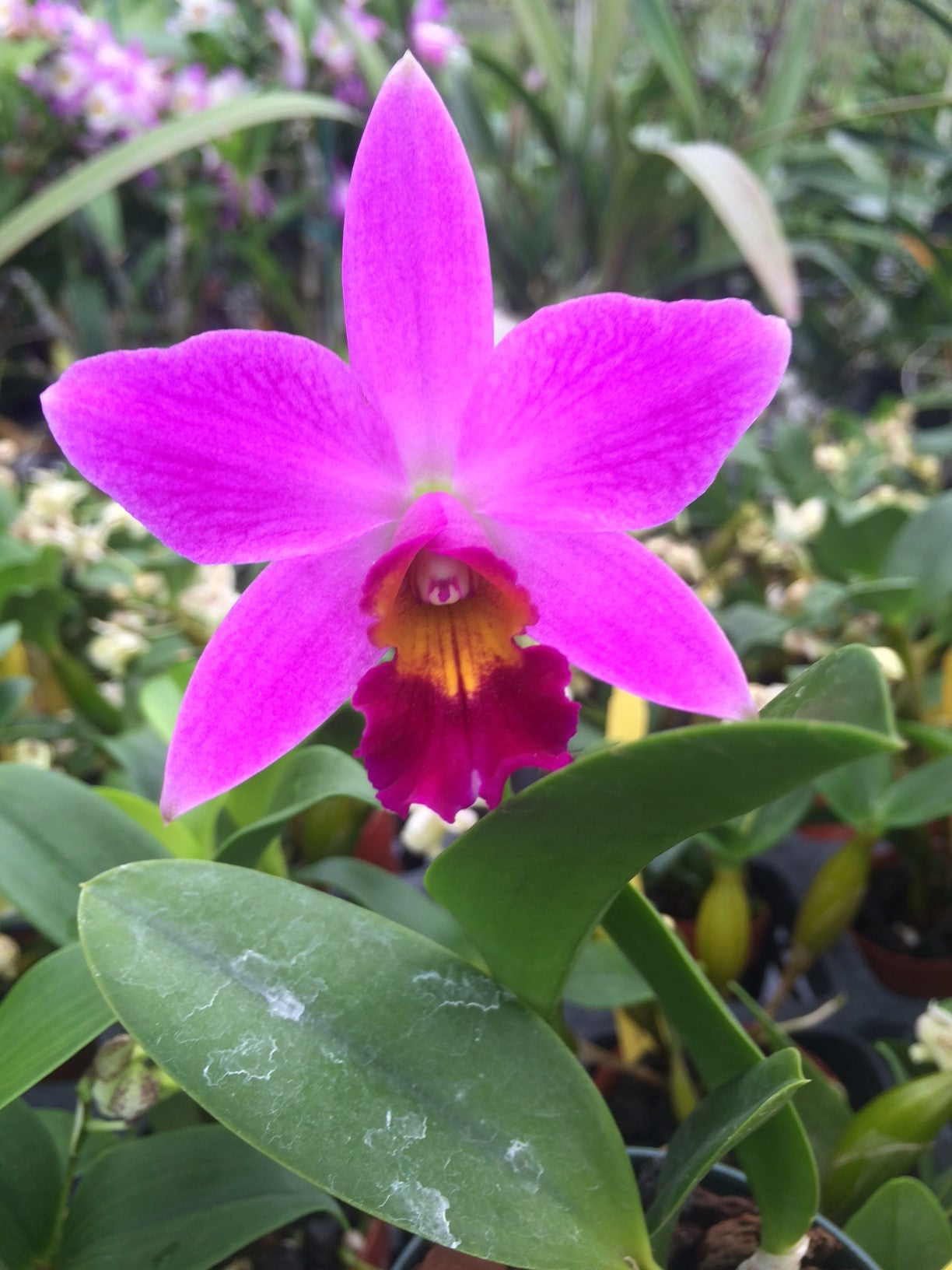 Lc. Amethyst Star 'Parkside' - Sale!