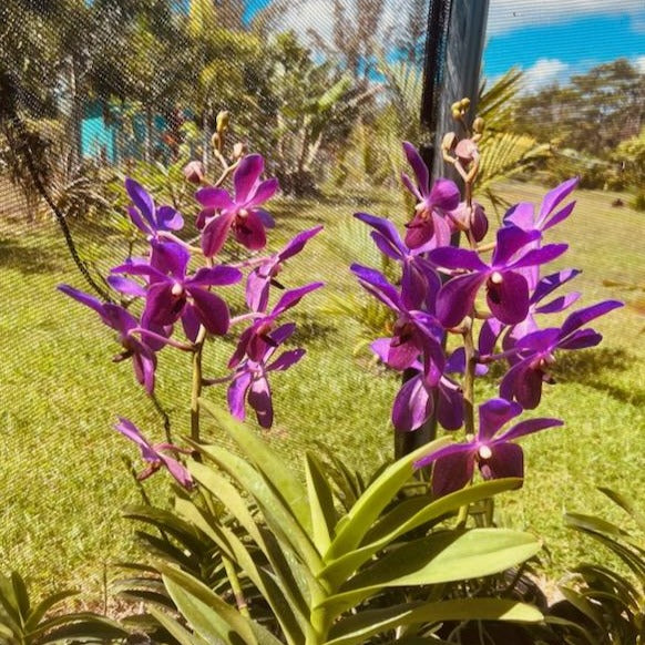 Aranda Noorah Alsagoff 'Blue Giant'