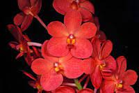 Ascda. Fiftieth State Beauty- Blooming Size