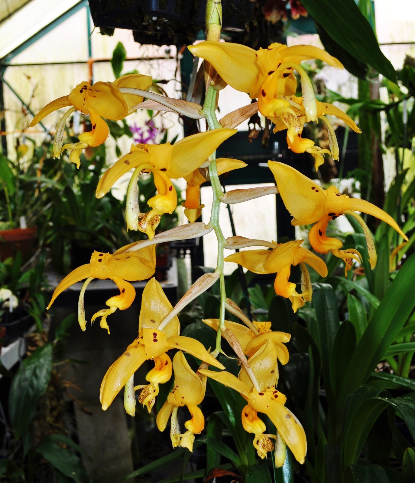 Stan. assidensis 'Rogue Orchids' x platycerous 'Purple Elephant'