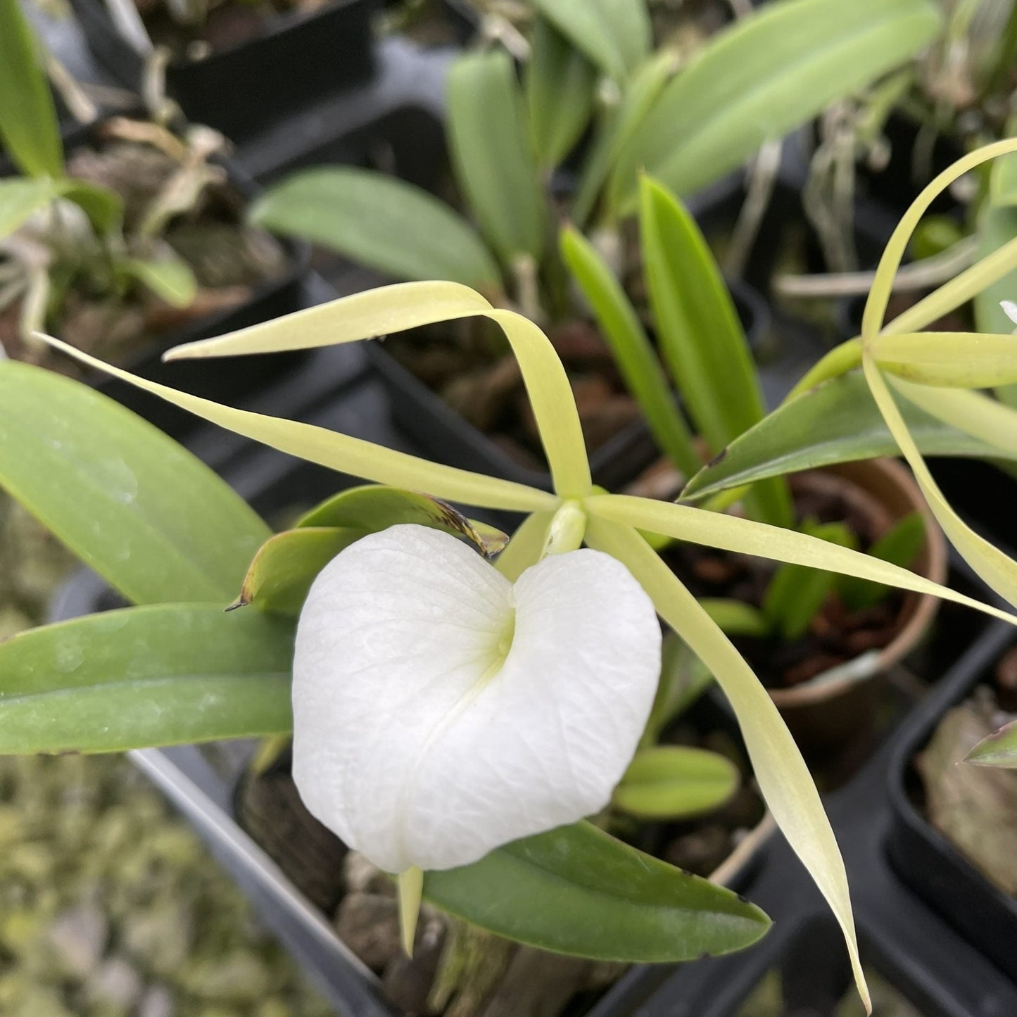 B. nodosa 'Remar' x 'Mas Major'