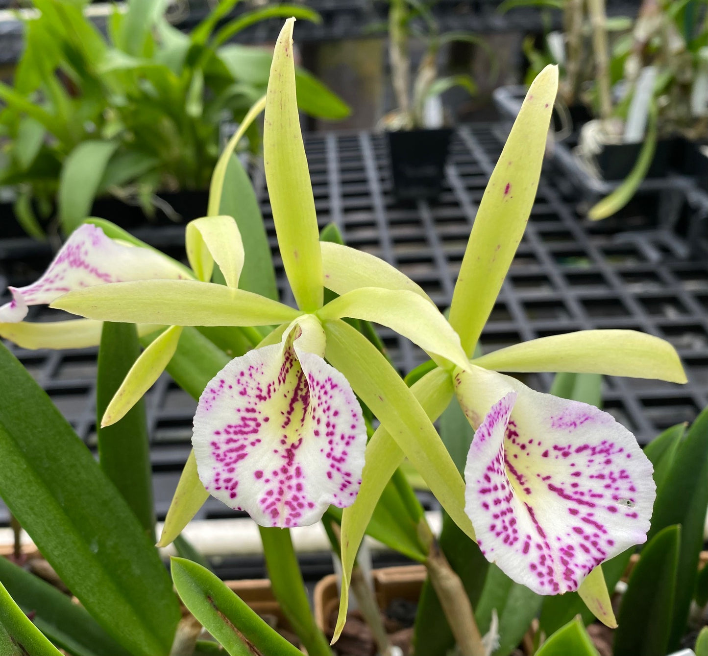 B. nodosa x C. Small World