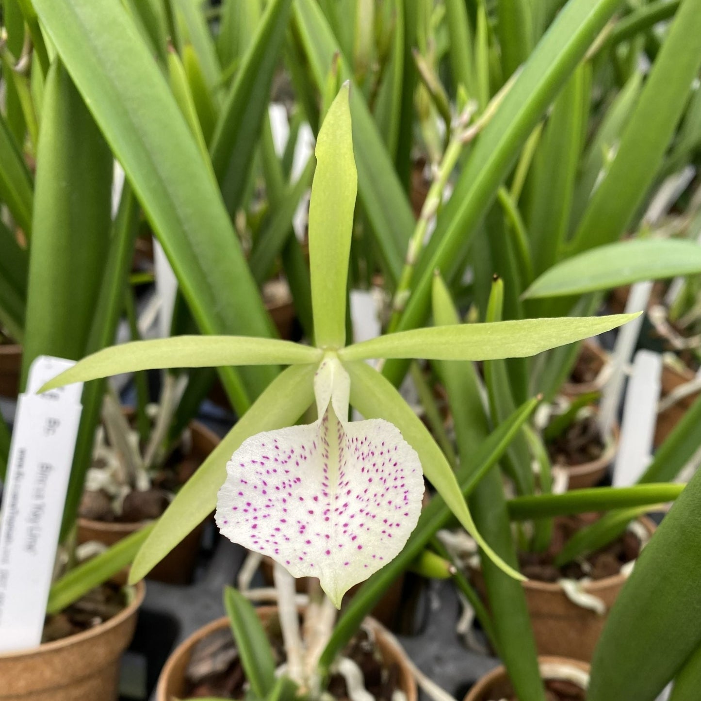 *Sale* Blooming size cattleyas~box of 4 or 8