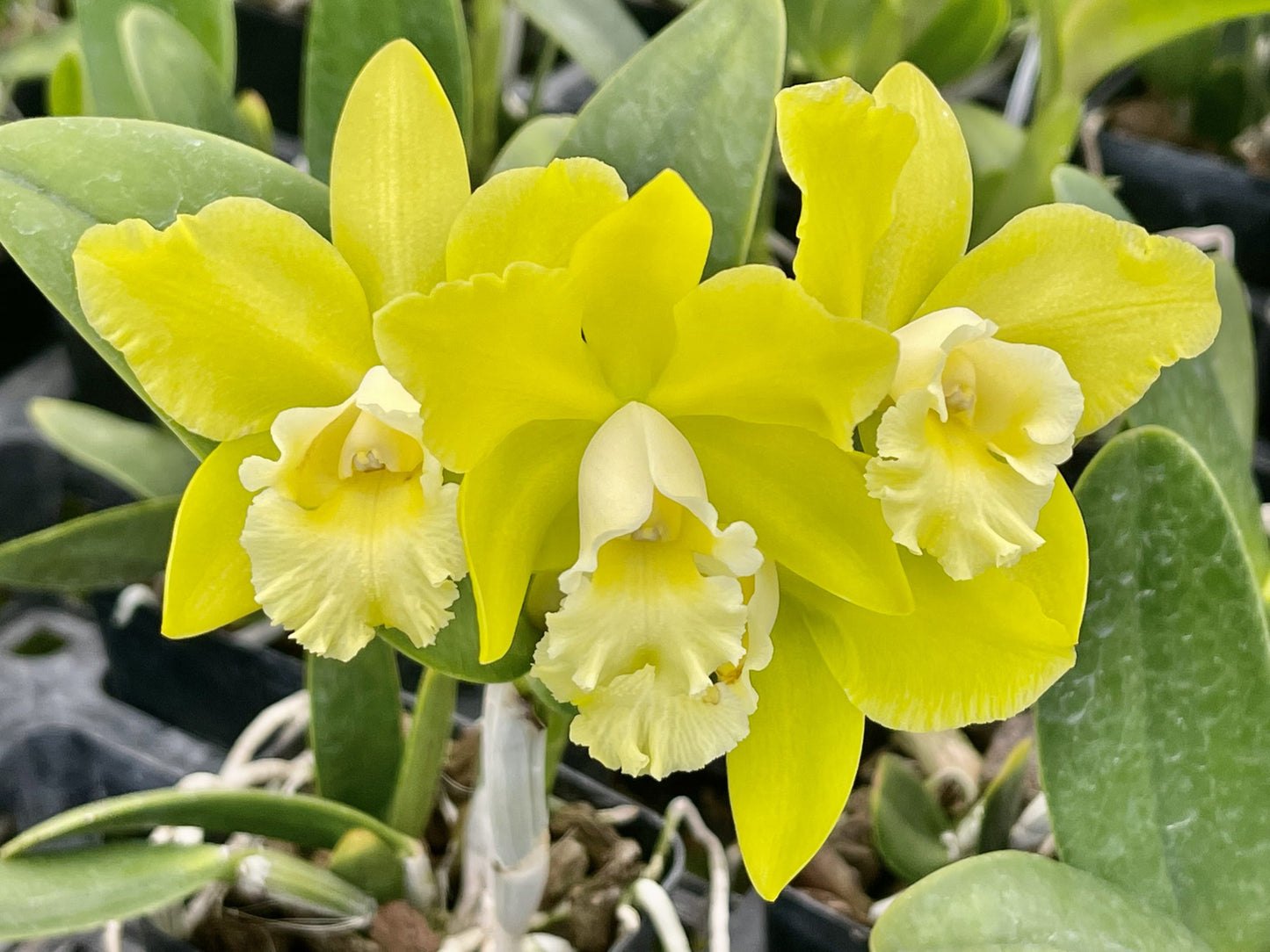 Blc. Hawaiian Passion 'Carmela'- Blooming Size