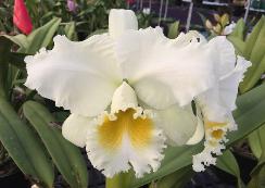 4" C. Bob Betts 'The Conqueror'- Blooming Size