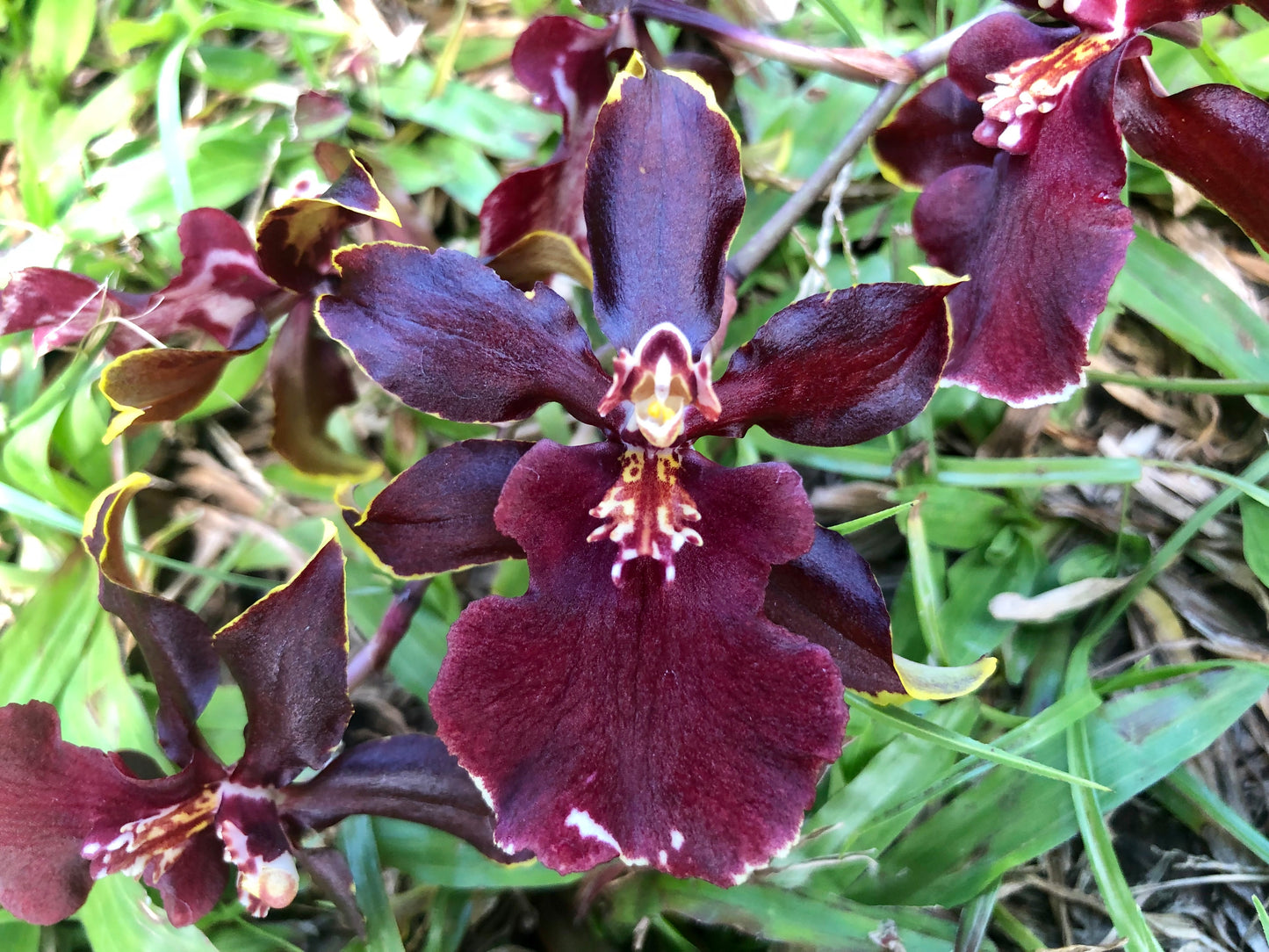 Odcdm. Wildcat 'Bobcat'