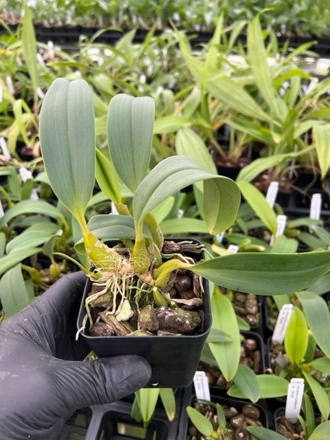 4" Bulb. sumatranum x sib- Non Bloom