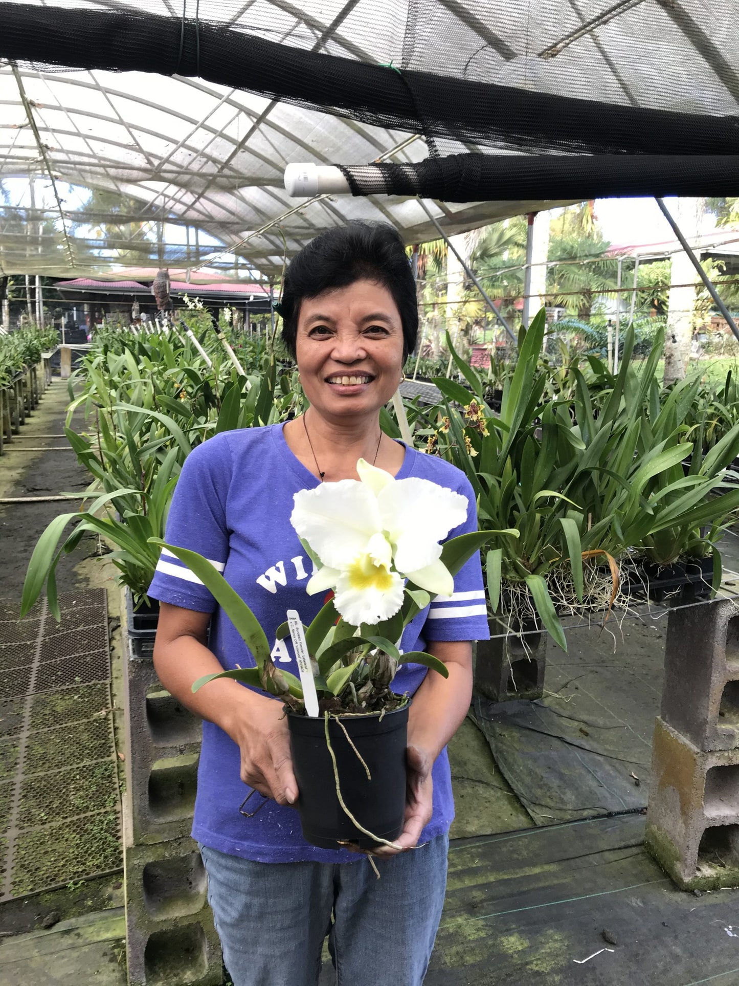 C. Burdekin Wonder x Nancy Off ‘Linwood’- Blooming Size