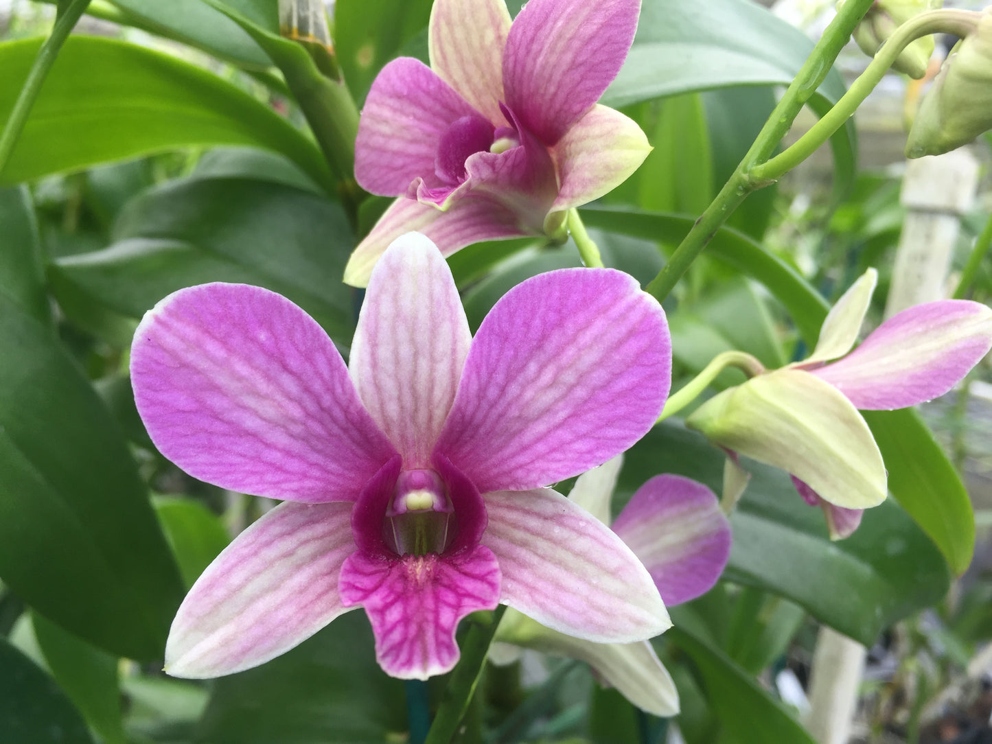 Den. Buttercup with Pink Ecopot