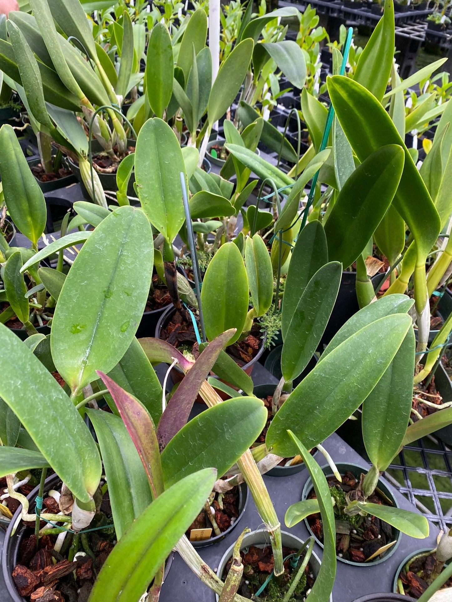 *Sale* Blooming size cattleyas~box of 4 or 8