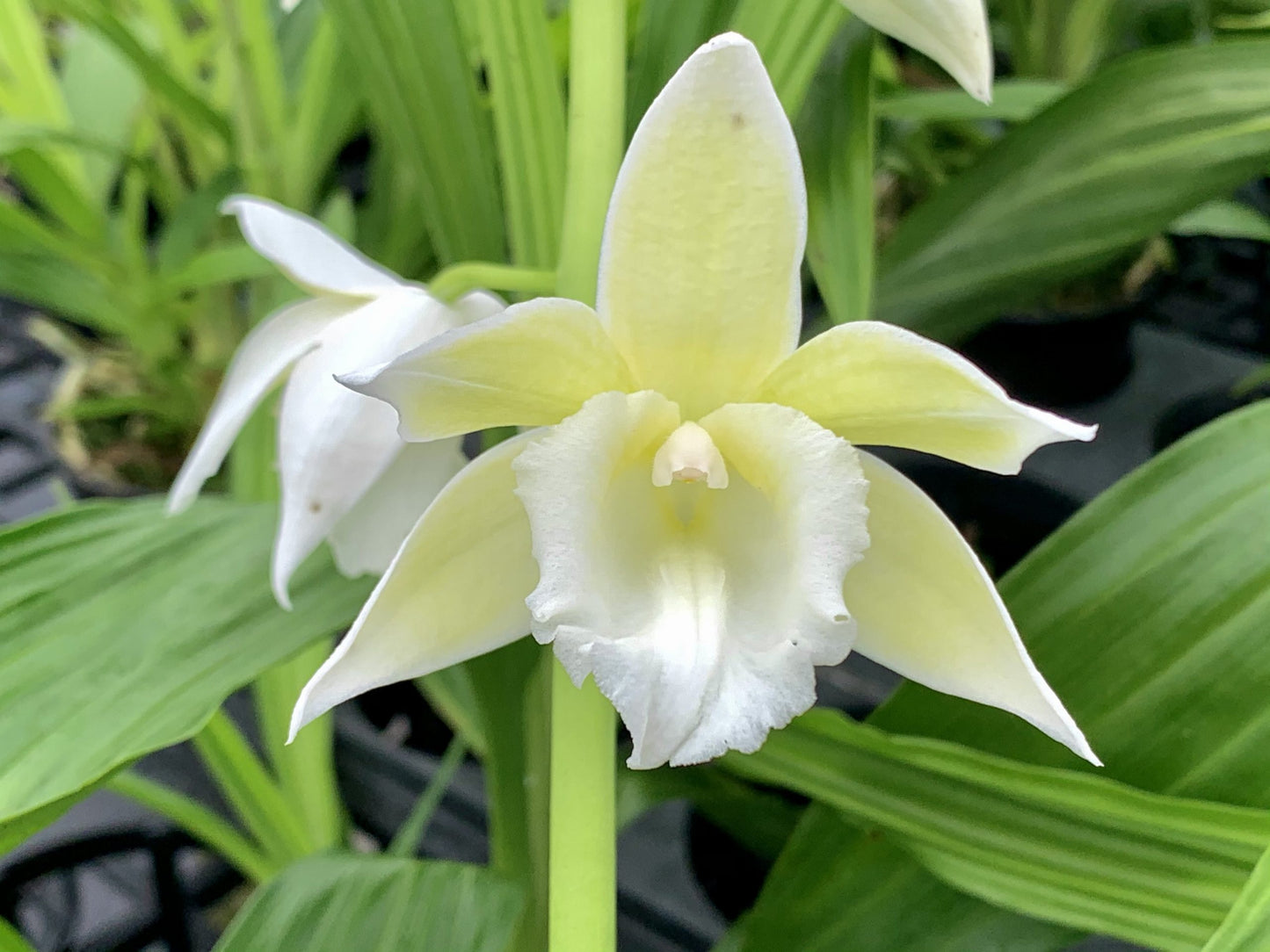 Phaius. Micro Burst 'Chartreuse Magic'- Blooming Size