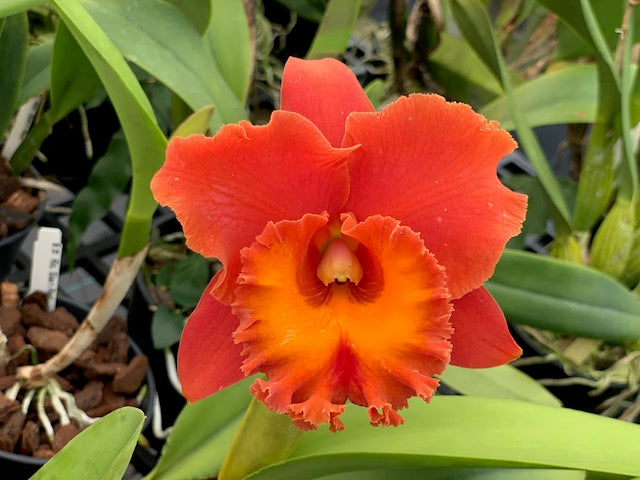 Rlc Chia Lin x Rlc . Monthatip Belle- Blooming Size