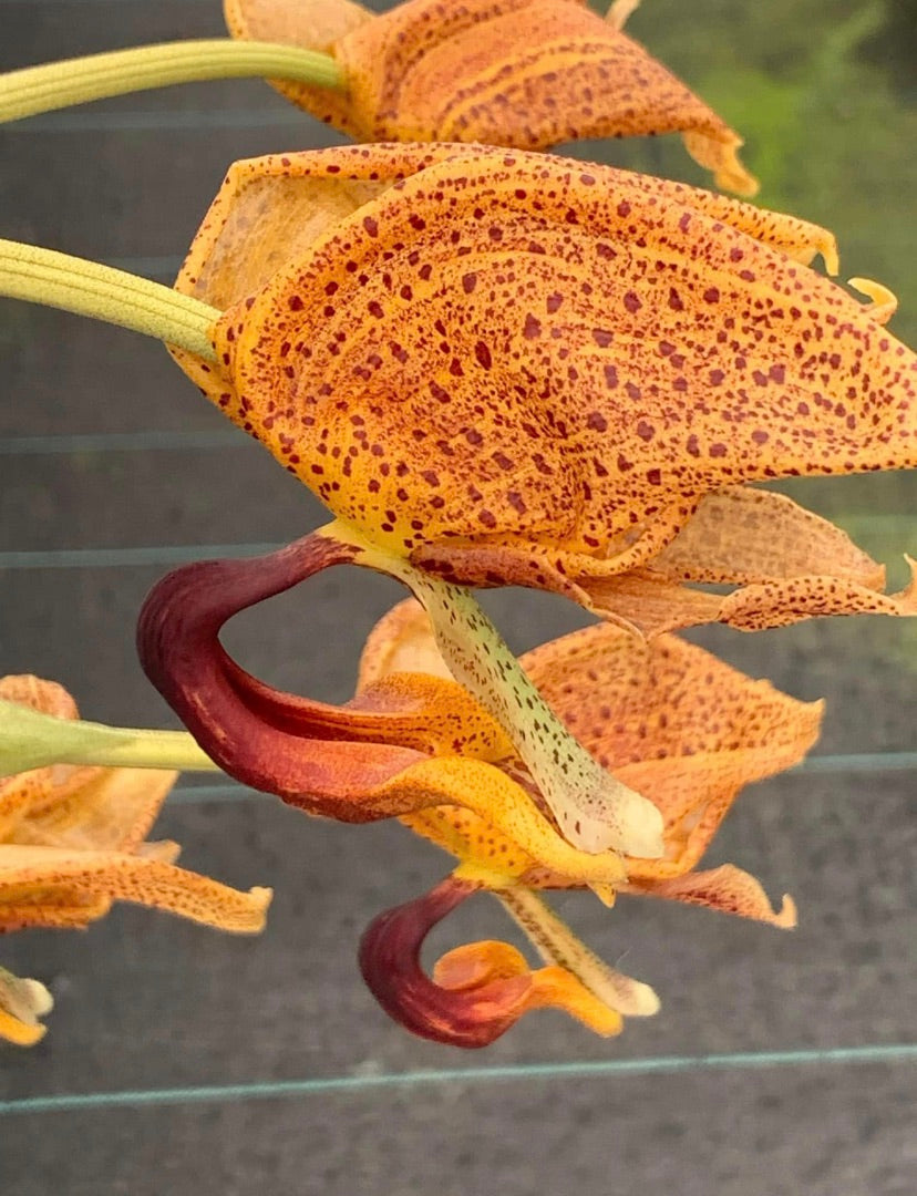 Coryhopea Imaginations