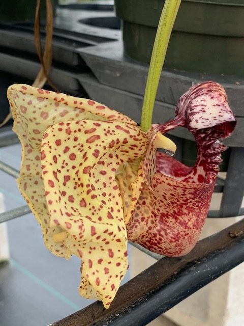 Crths. seegeri x macrantha- Blooming Size