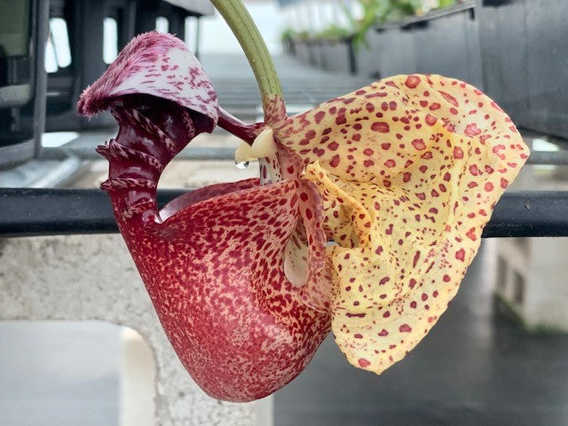 Crths. seegeri x misasii in spike!