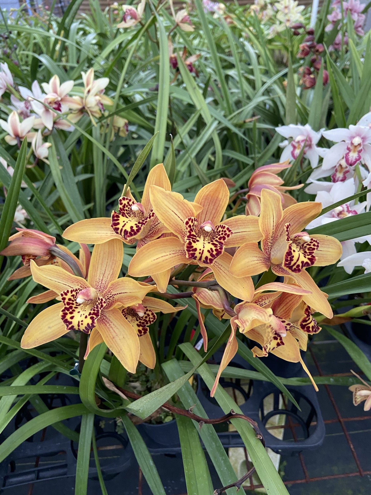 Cym. Here Comes The Sun