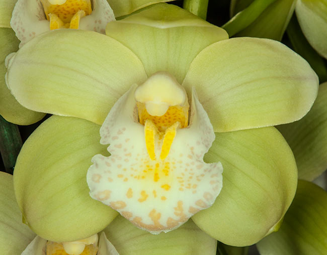 Cym. Ice Green Doll ‘Yum Yum’