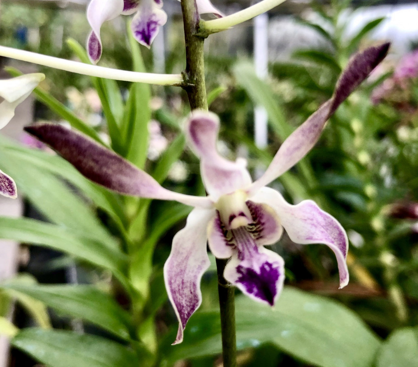 Den. Blue Seas - Blooming Size