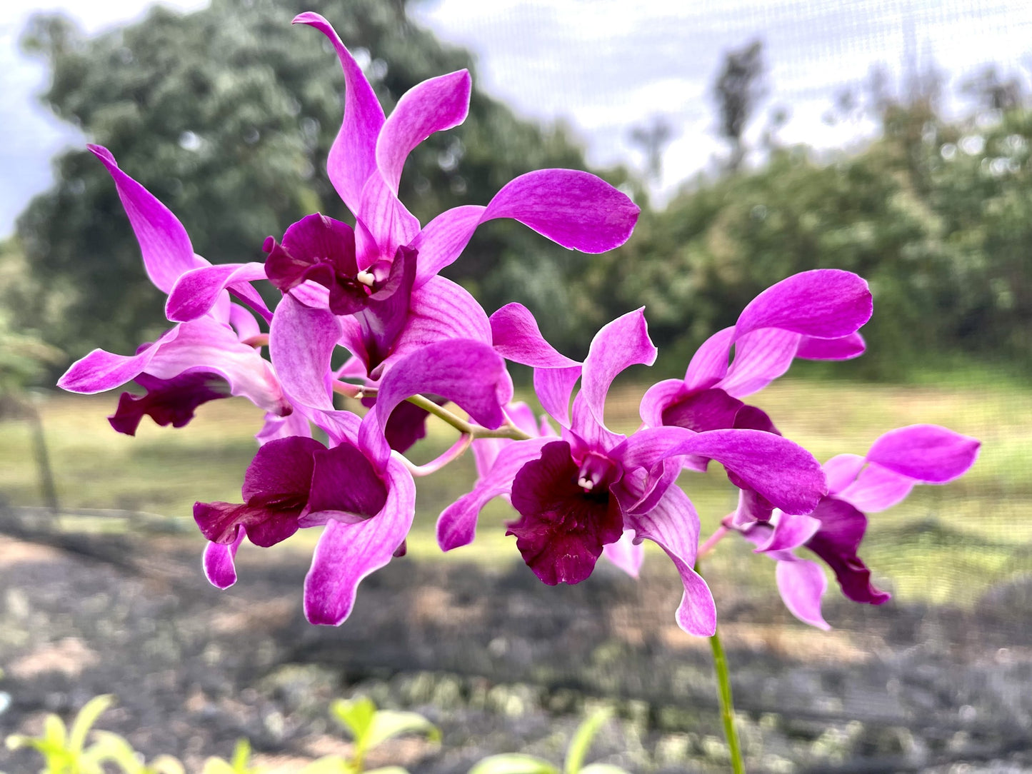 Den. Caesar Red Big Lip with Black Eco Pot