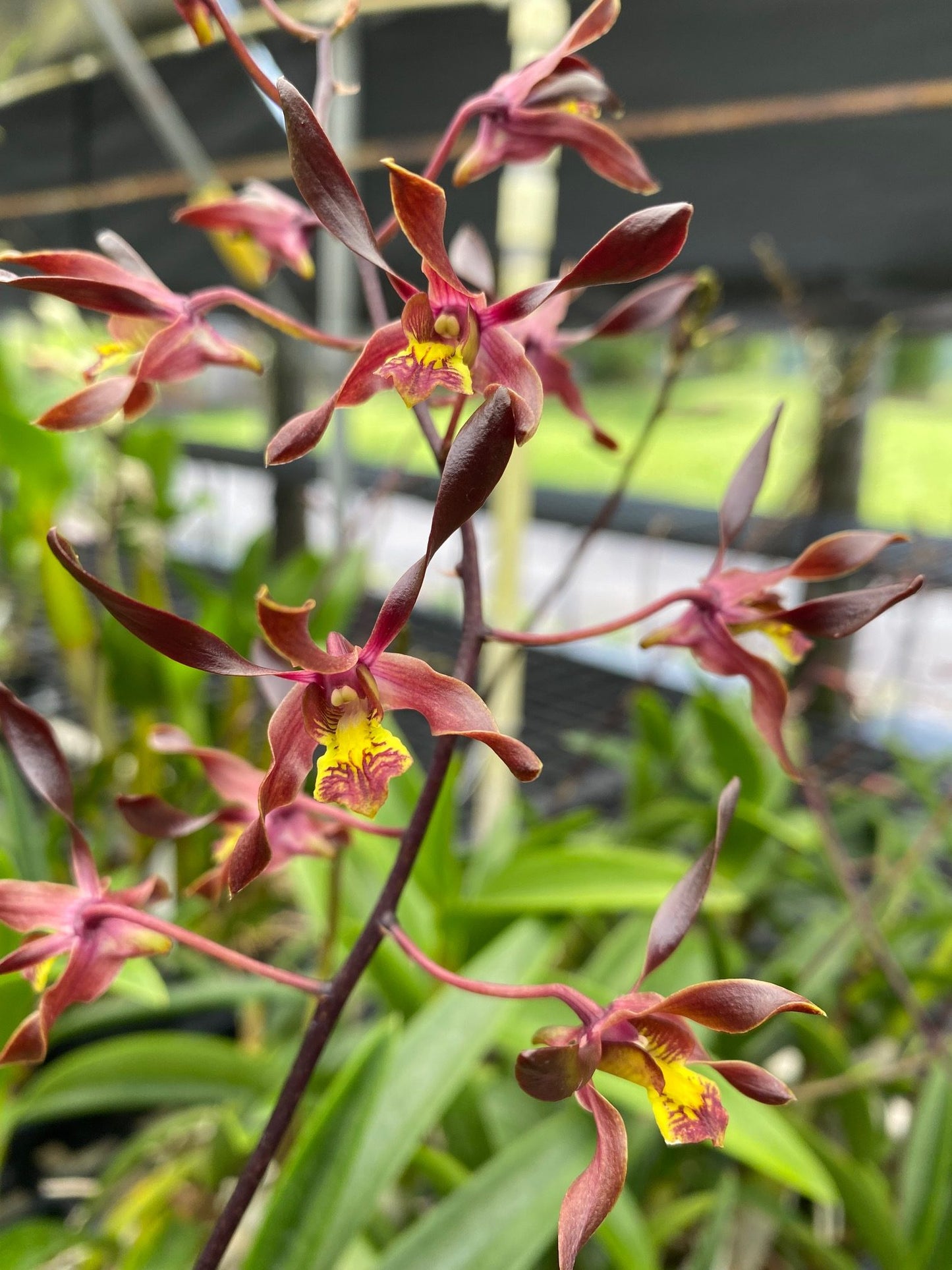 Den. mirabellianum x Minnie