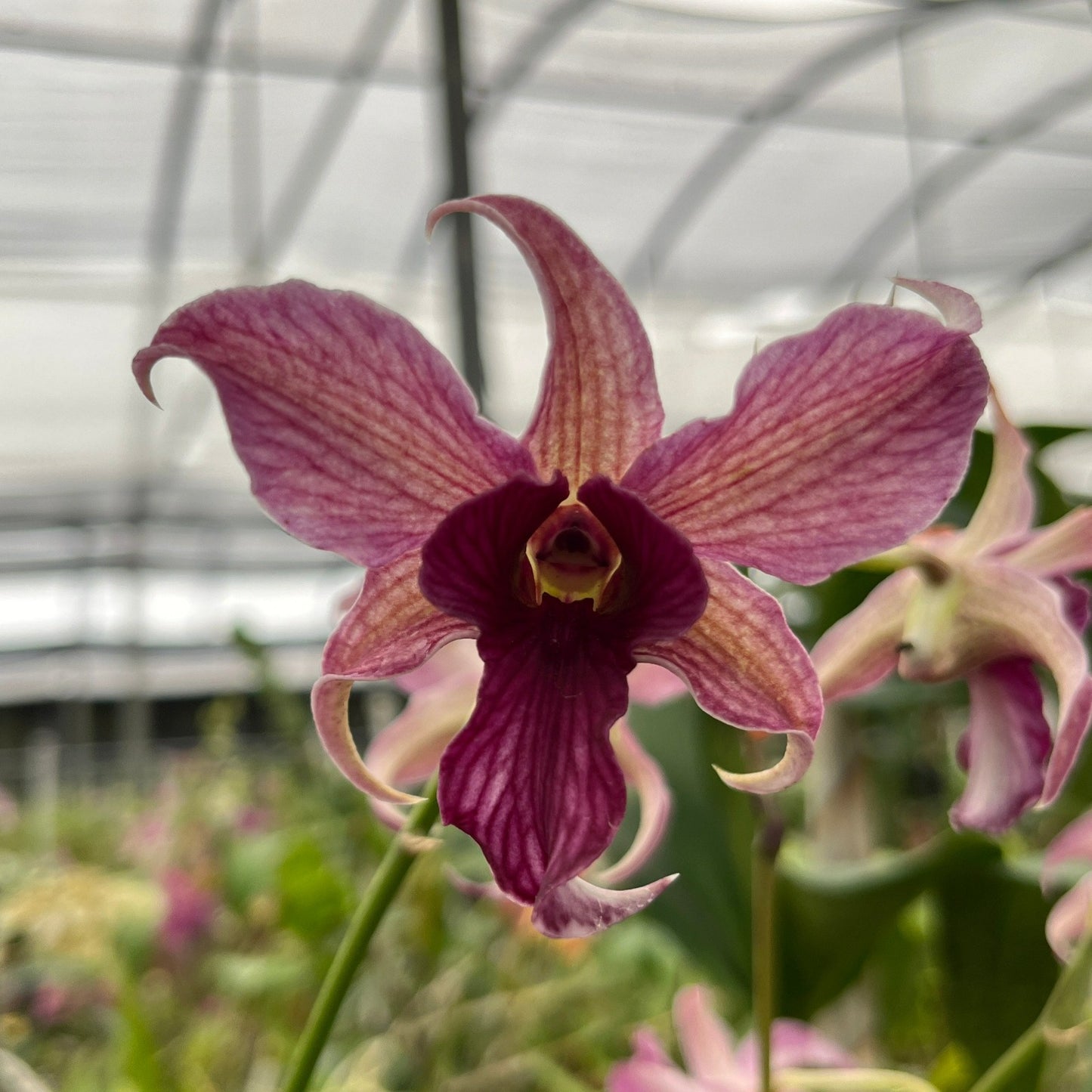 Dendrobium Hawaii Spectacular