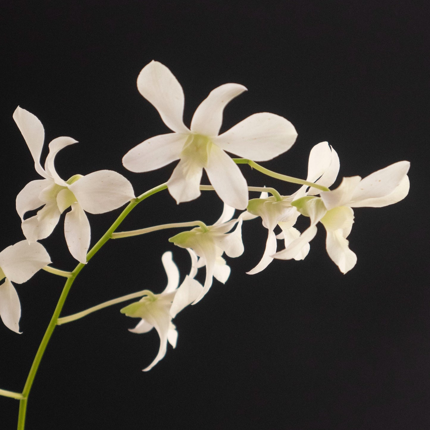 Den. Jaquelyn Thomas 'Uniwai Mist'