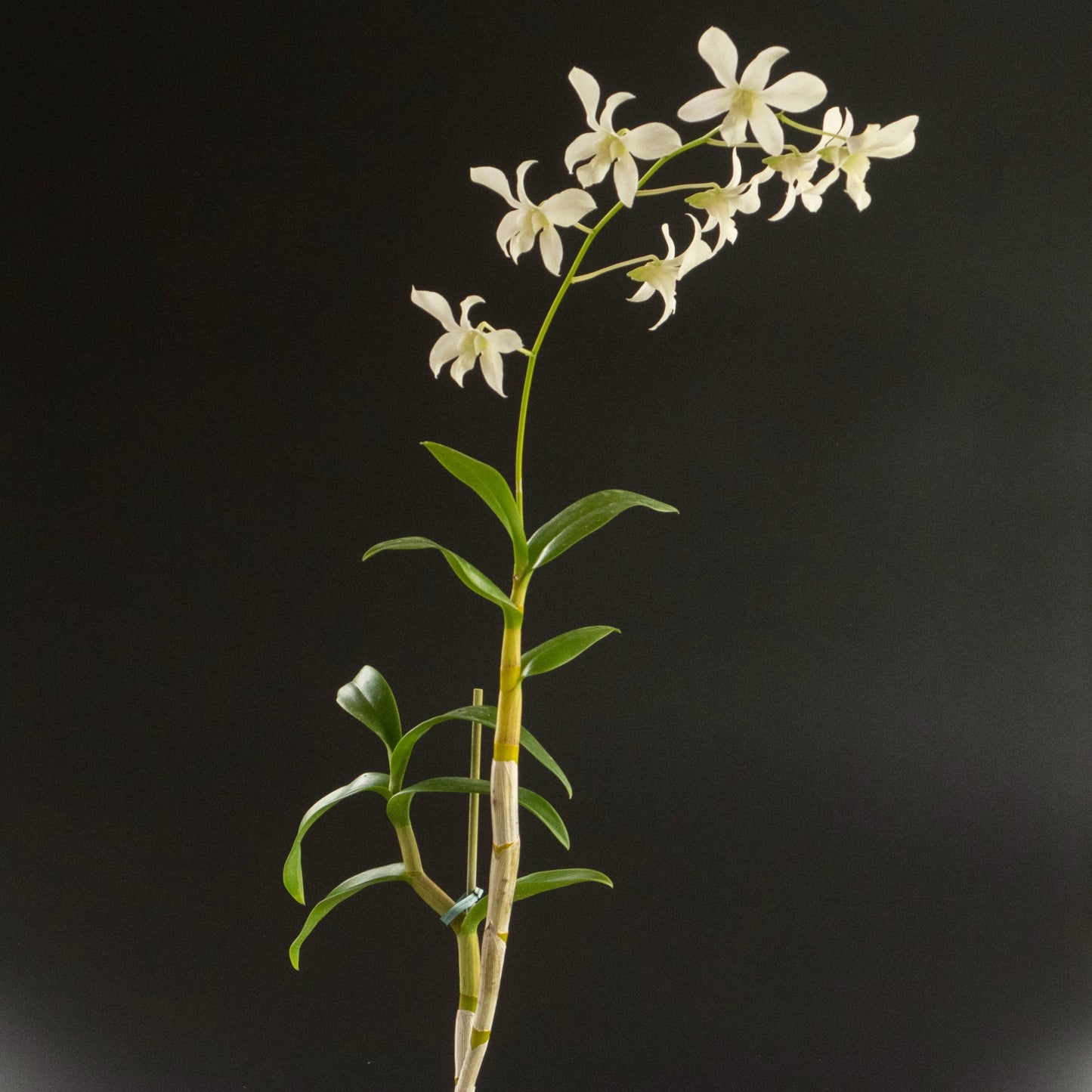 Den. Jaquelyn Thomas 'Uniwai Mist'
