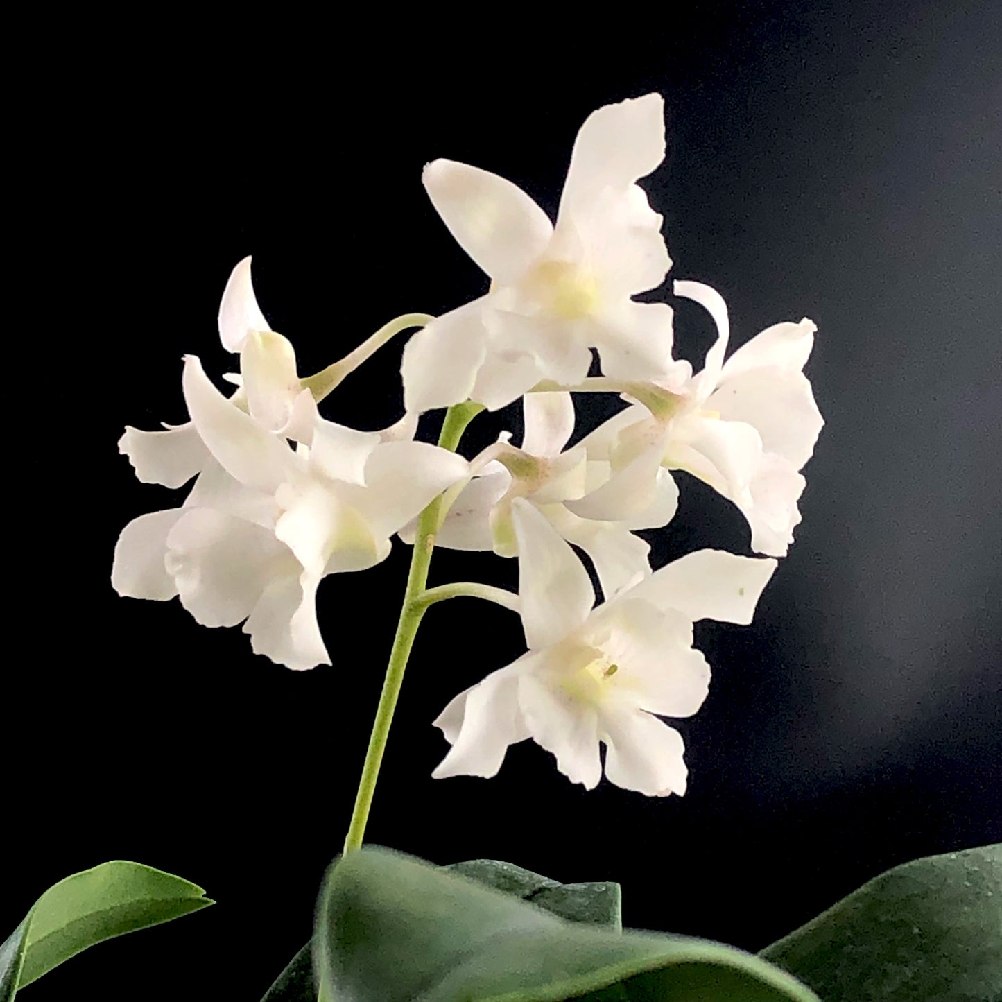 Dendrobium Mini Snowflake (aberrans x johnsoniae)