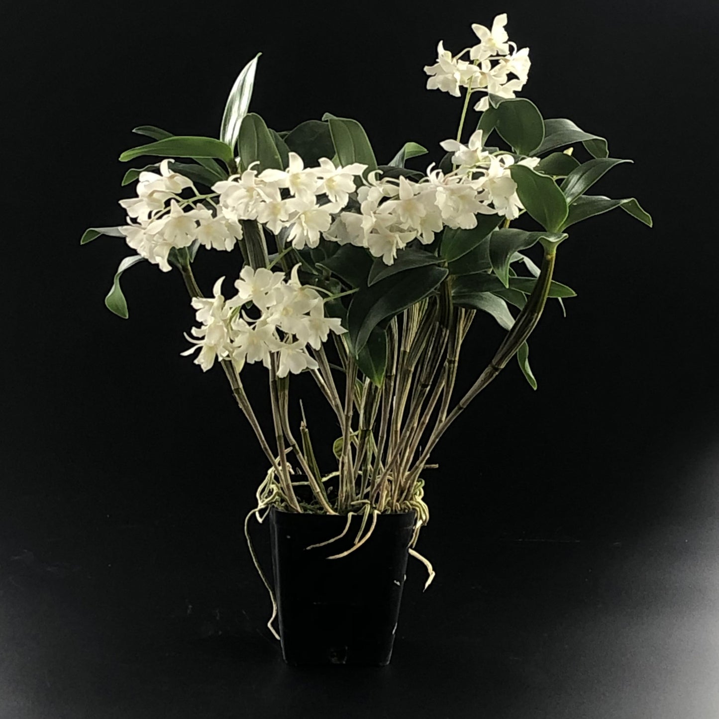 Dendrobium Mini Snowflake (aberrans x johnsoniae)