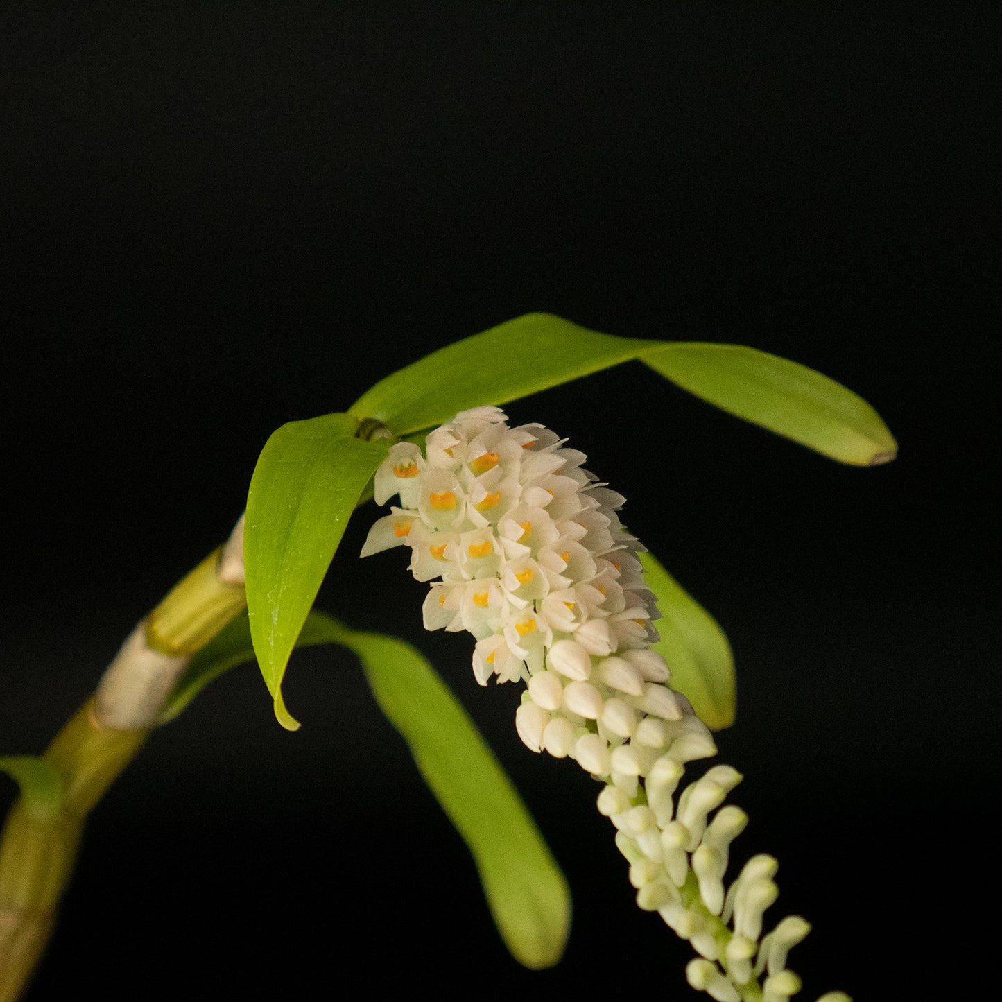 Den. secundum (alba x red)
